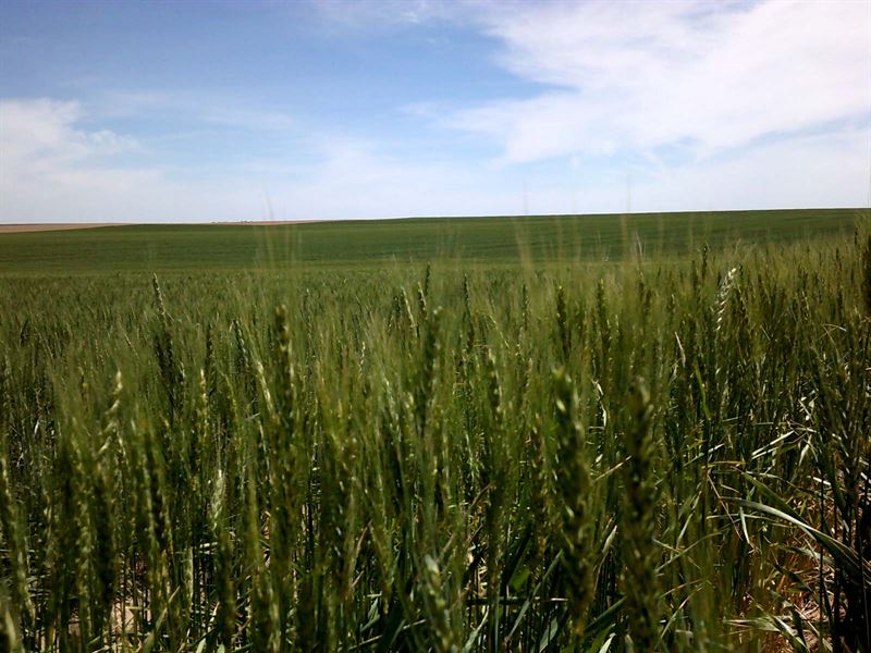 Productive Eastern CO Dryland Farms : Akron : Logan County : Colorado