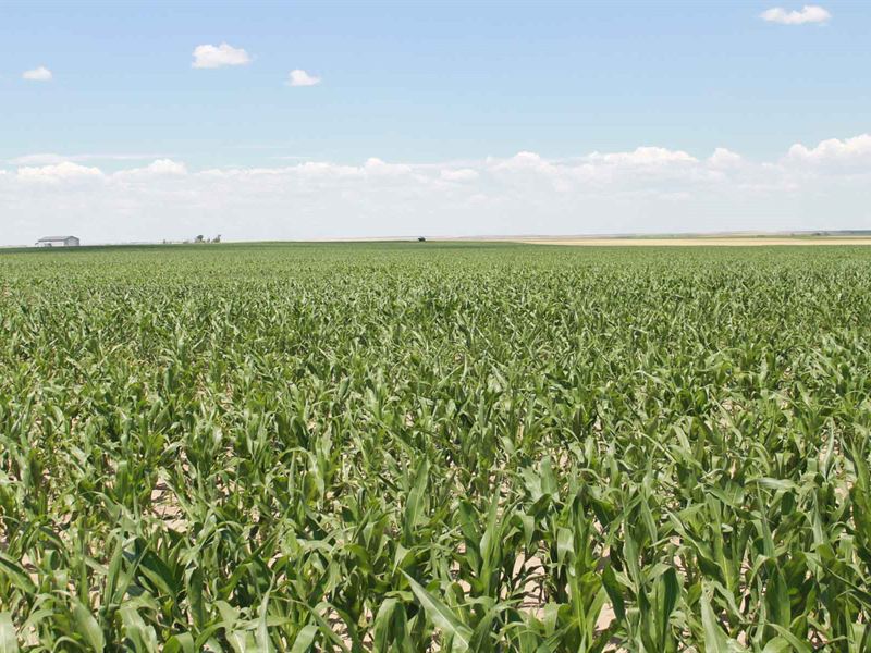 Productive Yuma County, CO Farms : Yuma : Yuma County : Colorado