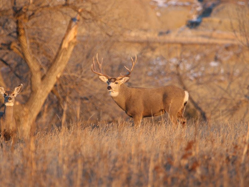 Coyote Creek Retreat : Marmarth : Bowman County : North Dakota