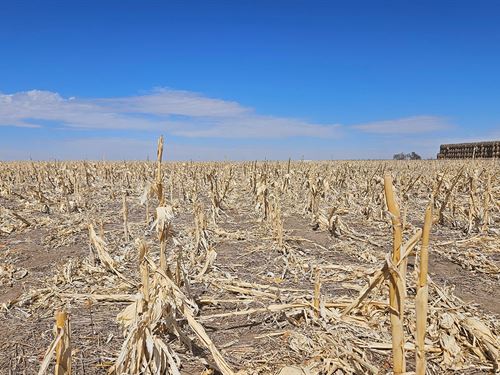 Cheyenne County Dryland Auction : Sidney : Cheyenne County : Nebraska