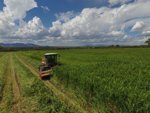 Arizona Farm Lot and Land Auction : Saint David : Cochise County : Arizona