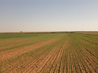 150 Farm Auction : Jet : Alfalfa County : Oklahoma