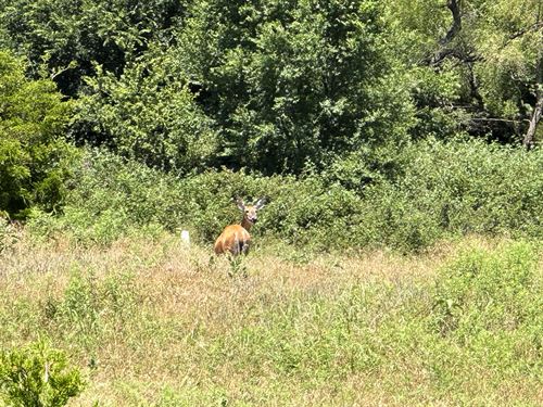 335 Acres Farmland / Grassland : Binger : Caddo County : Oklahoma