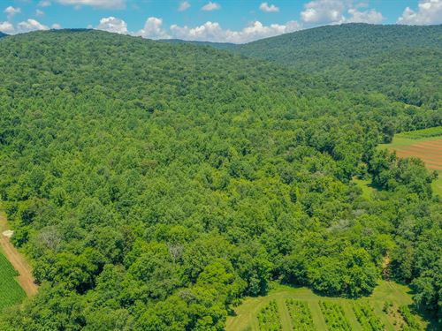 250 Wooded Acres : McMinnville : Warren County : Tennessee