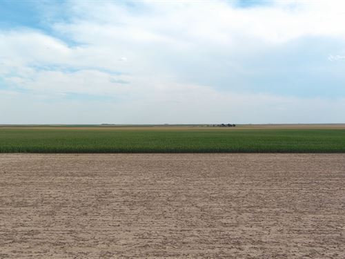 Dryland Auction : Hugo : Lincoln County : Colorado