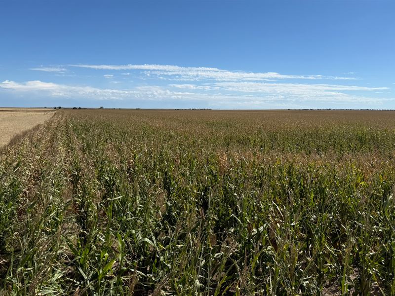 Yuma/Washington Dryland Auction : Yuma : Yuma County : Colorado