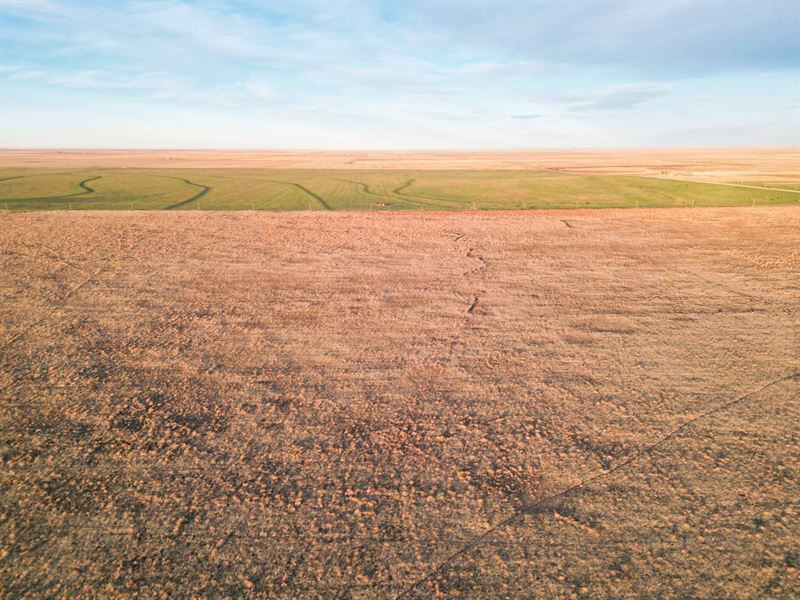 Texas and New Mexico Land Auction : Dora : Roosevelt County : New Mexico