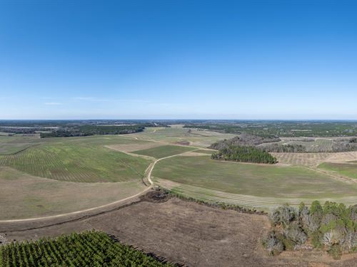 Outstanding Diversified Farmland : Pitts : Dooly County : Georgia