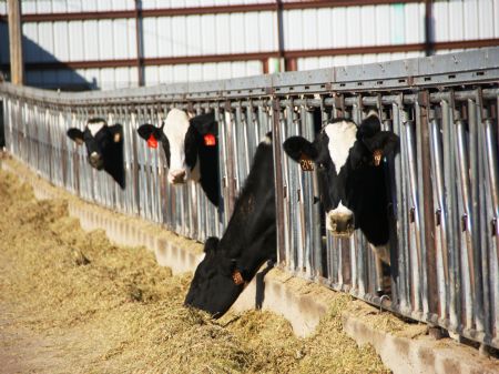 Sagebrush Dairy Herd Dispersal : Fort Morgan : Morgan County : Colorado