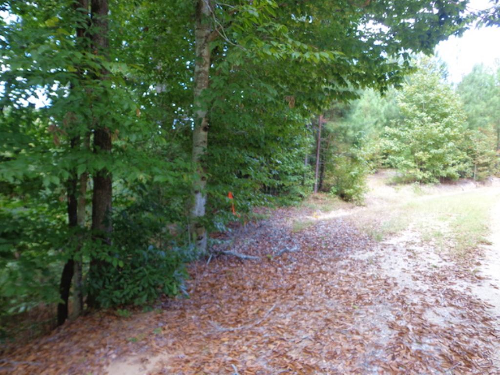 100+/- Acres Of Timberland : Columbia : Caldwell Parish : Louisiana