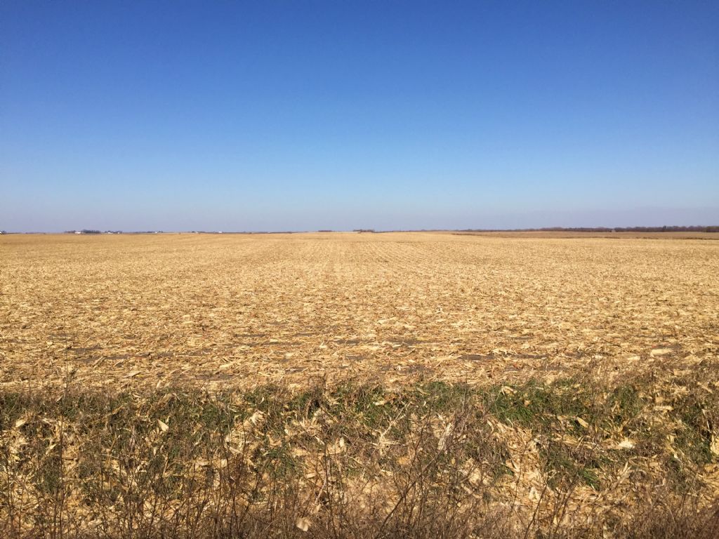 Productive Farmland : West Bend : Palo Alto County : Iowa