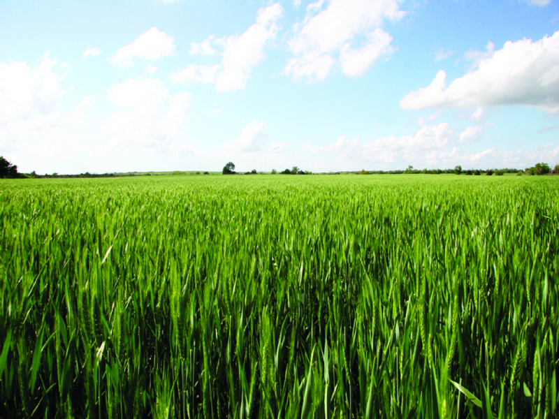 240 Acres Productive Farmland : Eakly : Caddo County : Oklahoma